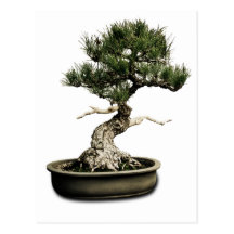 Bonsai Postcard