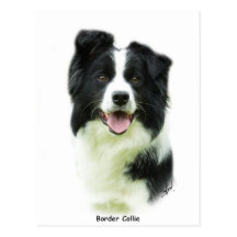 Border Collie 9A015D-24 Post Card