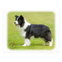 Border Collie 9R071D-059 Postcard