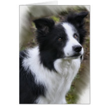 Border Collie Art Gifts Greeting Cards