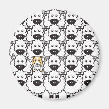 Border Collie in the Sheep Magnet