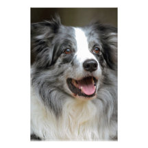 Border Collie Personalized Stationery