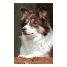 Border Collie Stationery