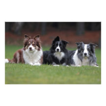 border collie stationery paper