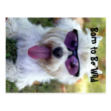 Born to Be Wild Postcard