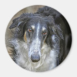 Borzoi Rescue Dog Fridge Magnets