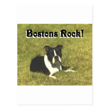 Boston Terrier:  Bostons Rock Post Card