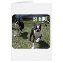 Boston Terrier:  BT 500 Greeting Card