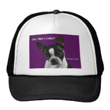 Boston Terrier:  Cookie please? Hats