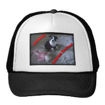 Boston Terrier:  Cuteness Overload! Mesh Hats