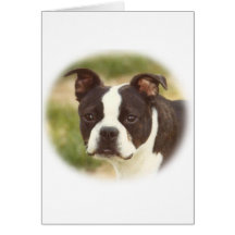 Boston Terrier:  Little Beauty Cards