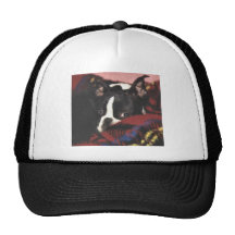 Boston Terrier:  Peek-a-Boo Trucker Hats