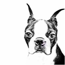 Boston Terrier Photo Cut Outs