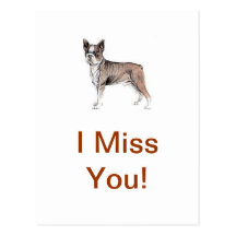Boston Terrier Post Card
