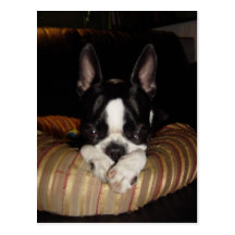 Boston Terrier puppy postcard