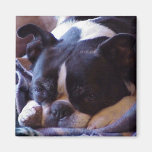 Boston Terrier:  Sweet Snoozer Magnet