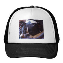 Boston Terrier:  Sweet Snoozer Mesh Hats