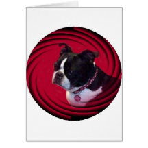 Boston Terrier:  Swirl Greeting Cards