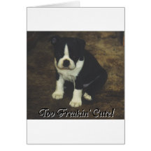 Boston Terrier:  Too Freakin' Cute Card