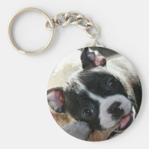 Boston Terrier:  Unbelievably Cute! Key Chain