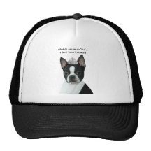 Boston Terrier:  What Do You Mean "No"?