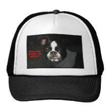 Boston Terrier:  What you lookin' at Buster!