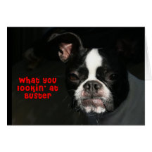 Boston Terrier:  What you lookin' at Buster! Greeting Cards