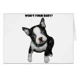 Boston Terrier:  Who's Your Baby? Greeting Cards