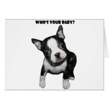 Boston Terrier:  Who's Your Baby? Greeting Cards