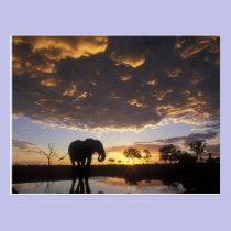 Botswana, Chobe National Park, Elephant postcards