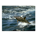 Bottlenose whale post cards