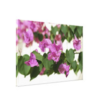 Bougainvillea Gallery Wrapped Canvas
