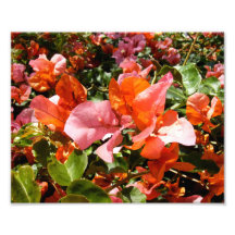 Bougainvillea Photograph