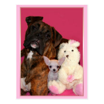 Boxer and Chihuahua postcard