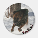 Boxer: Having a Rip-Snortin' Good Time Magnets