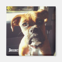 boxer magnet