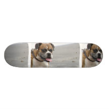 Boxer on Beach Skate Boards