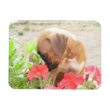 Boxer puppy 3x4 photo magnet
