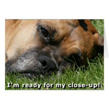 Boxer:  Ready for close-up Greeting Card
