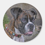 Boxer Reagan Fridge Magnet