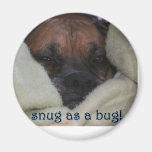 Boxer:  Snug as a Bug Magnet