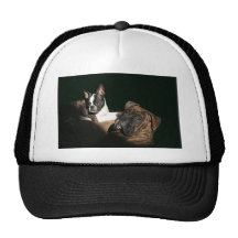 Boxers and Bostons: Awesome Twosome 2 Hats