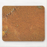 Bracket fungi, basidiomycetes species mouse mat