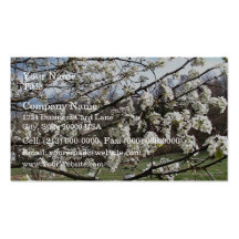 Bradford Pear Tree Blossoms Business Card