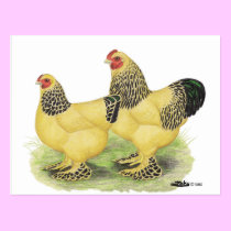 Brahmas:  Buff Bantams postcards