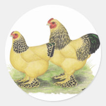 Brahmas:  Buff Bantams Round Sticker