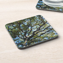 Branching Out Coasters