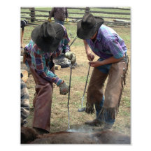 Branding Calves 8x10 Photograph
