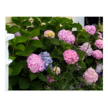Brick Pink Hydrangeas Post Cards