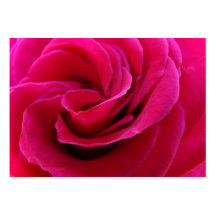 Bridal Appointment Cards Pink Rose Flowers Business Card Templates